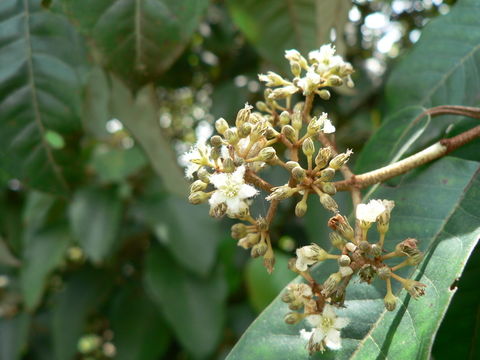 Image of Orange-milk tree