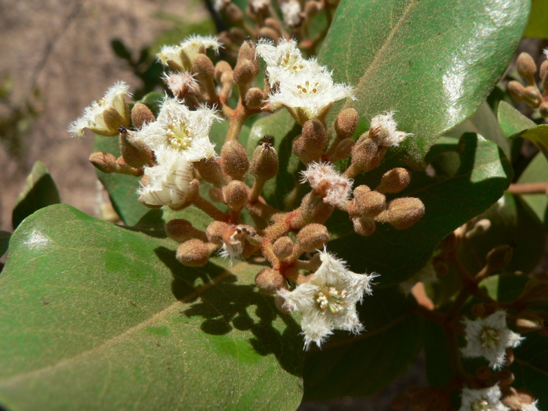 Imagem de Psorospermum febrifugum Spach