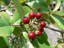 Image of Christmas berry