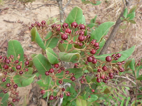 Image of Christmas berry