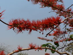 Image de Combretum paniculatum Vent.