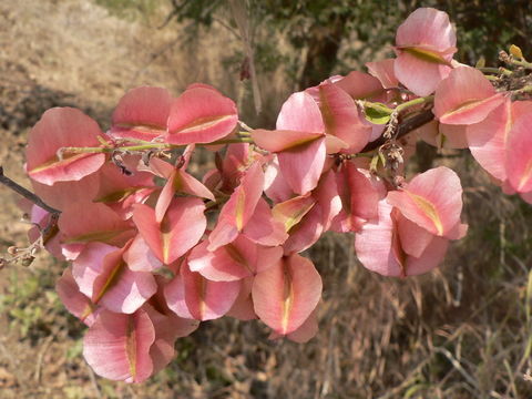 Image de Combretum paniculatum Vent.