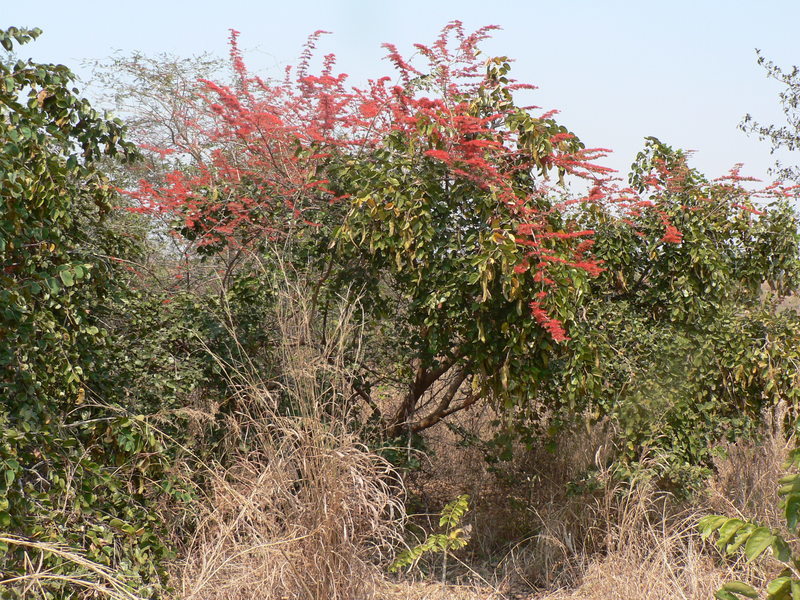 Image de Combretum paniculatum Vent.