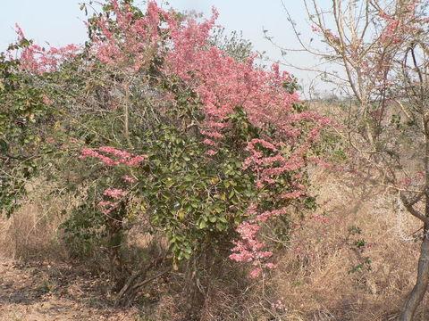 Image de Combretum paniculatum Vent.