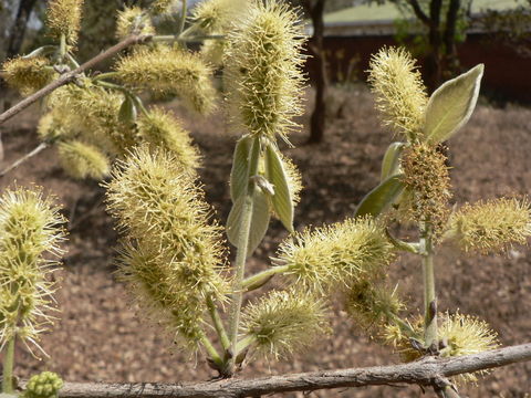 Imagem de Combretum zeyheri Sond.