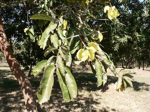 Imagem de Combretum zeyheri Sond.