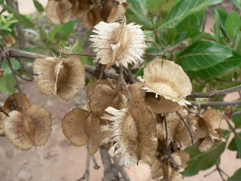 Combretum adenogonium Steud. ex A. Rich.的圖片