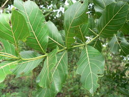 Combretum adenogonium Steud. ex A. Rich.的圖片