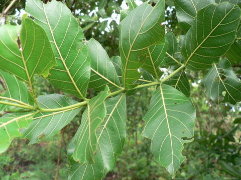 Imagem de Combretum adenogonium Steud. ex A. Rich.