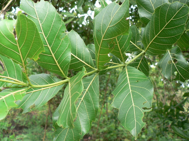 Combretum adenogonium Steud. ex A. Rich.的圖片