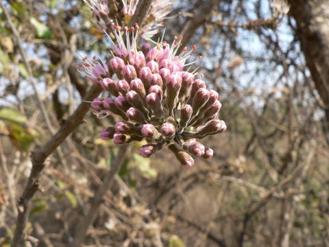 Imagem de Combretum mossambicense (Klotzsch) Engl.