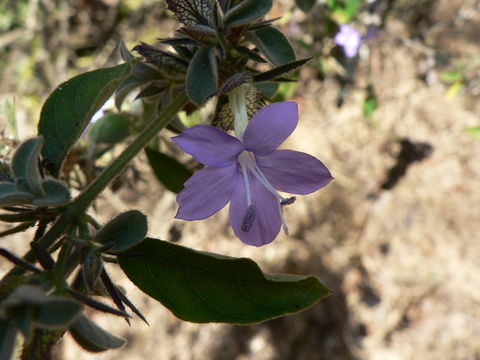 Plancia ëd Barleria spinulosa Klotzsch