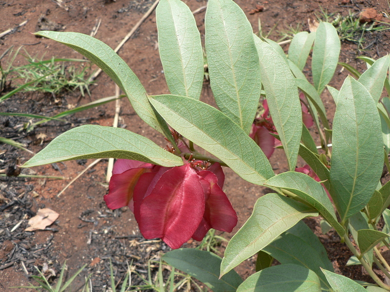 Image of Combretum platypetalum Welw. ex Laws.