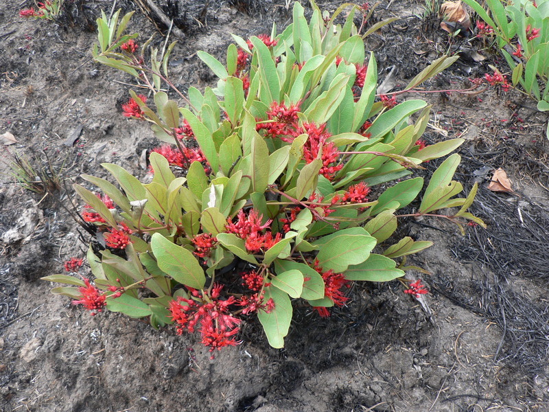 Image of Combretum platypetalum Welw. ex Laws.