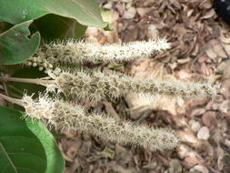 Image de Terminalia mollis M. Laws.