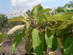 Plancia ëd Terminalia stenostachya Engl. & Diels