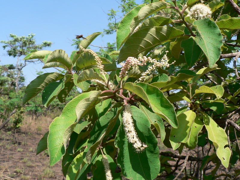 Plancia ëd Terminalia stenostachya Engl. & Diels