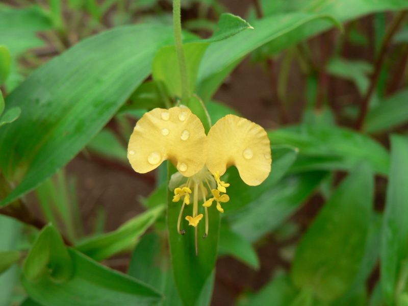 Imagem de Commelina africana L.