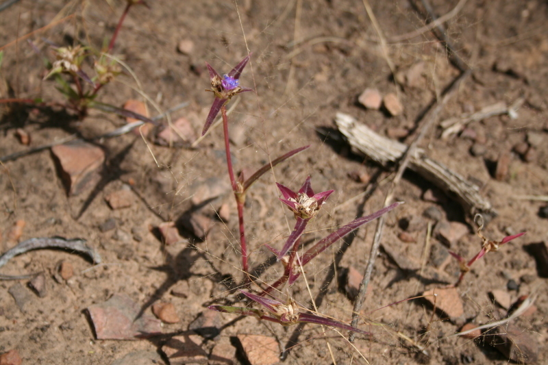 Cyanotis longifolia Benth.的圖片