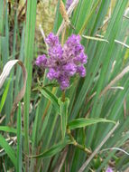 Sivun Floscopa glomerata (Willd. ex Schult. & Schult. fil.) Hassk. kuva