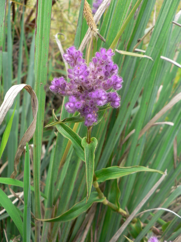 Sivun Floscopa glomerata (Willd. ex Schult. & Schult. fil.) Hassk. kuva