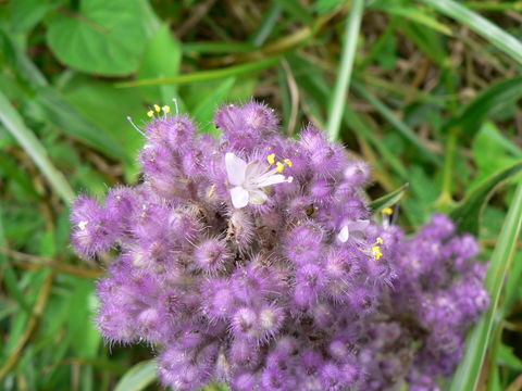 Sivun Floscopa glomerata (Willd. ex Schult. & Schult. fil.) Hassk. kuva