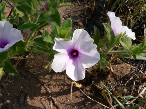 Image de Ipomoea crassipes Hook.