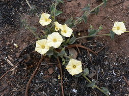 Image of Obscure Morning Glory