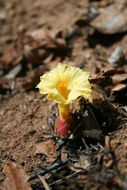 Imagem de Costus macranthus K. Schum.