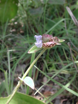 Image of Cyanotis longifolia Benth.