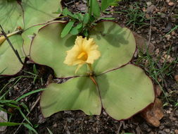 Image of Costus spectabilis (Fenzl) K. Schum.