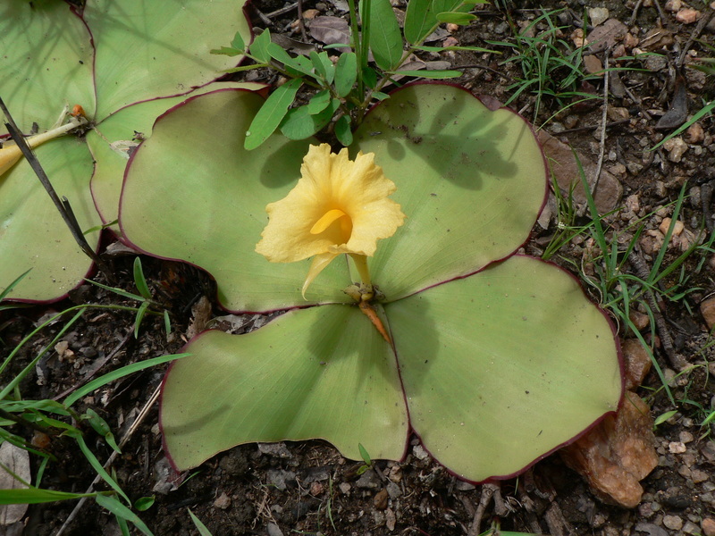 Imagem de Costus spectabilis (Fenzl) K. Schum.