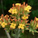 Sivun Kalanchoe lanceolata (Forsk.) Persoon kuva