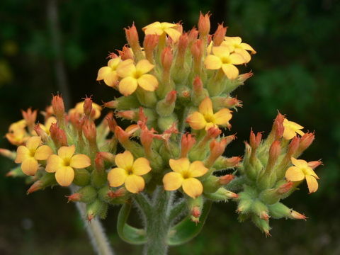 Kalanchoe lanceolata (Forsk.) Persoon resmi