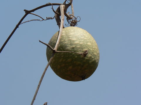 Image of Lagenaria sphaerica (Sond.) E. Mey.