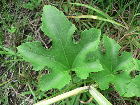 Image of wild melon