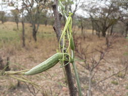 Image of Trochomeria macrocarpa (Sond.) Harv.