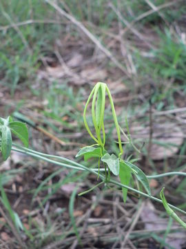 Слика од Trochomeria macrocarpa (Sond.) Harv.