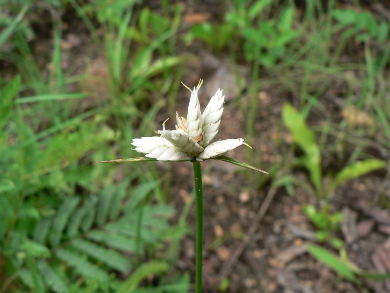 Image of Cyperus margaritaceus Vahl