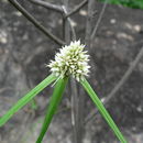 Image of <i>Kyllinga platyphylla</i> K. Schum.