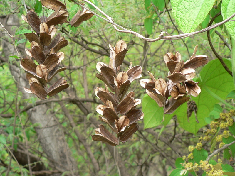 Image of bitter yam