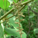Слика од Dioscorea dumetorum (Kunth) Pax