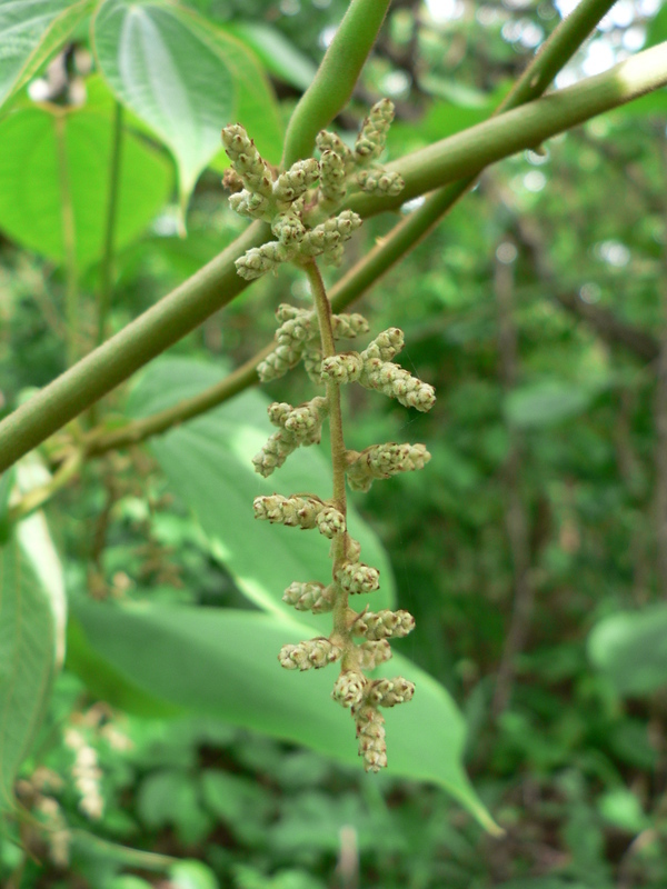 Image of bitter yam