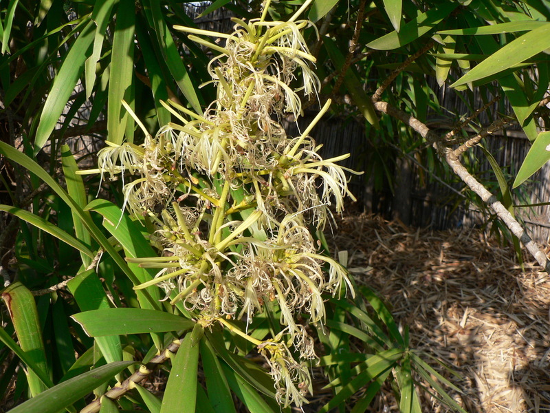 Image of Small-leaved dragon tree