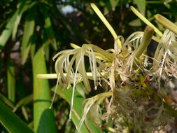 Image de Dracaena mannii Baker