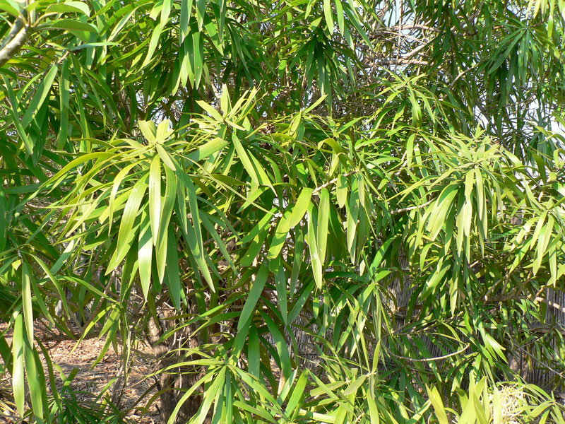 Image of Small-leaved dragon tree