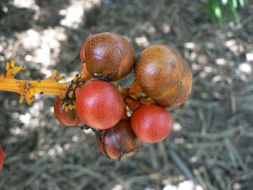 Image of Small-leaved dragon tree