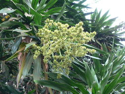 Image de Dracaena steudneri Engl.