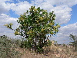 Image de Dracaena steudneri Engl.