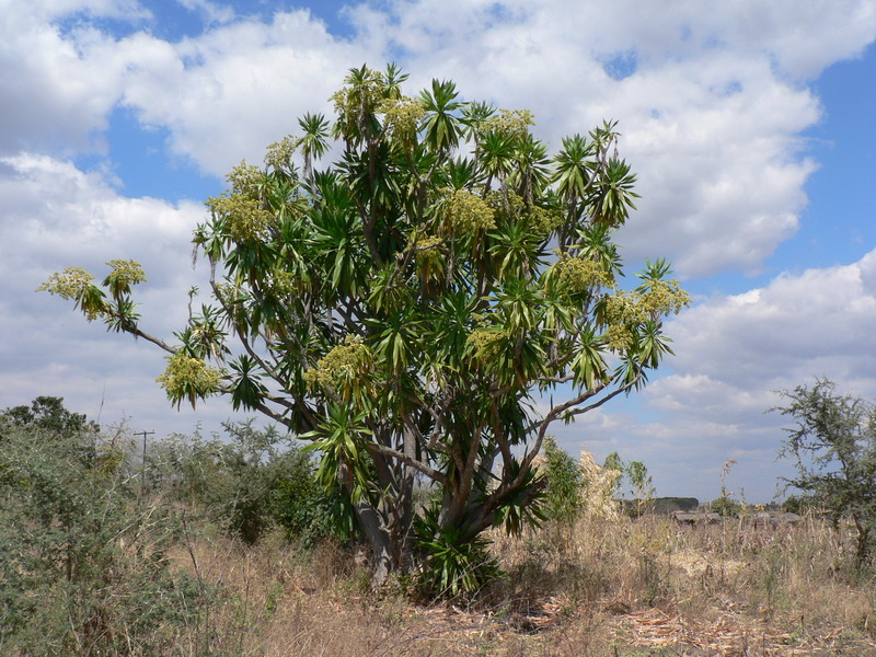 Image of bush nightfighter